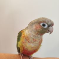 Conure de molina eam #3