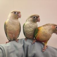 Conure de molina eam