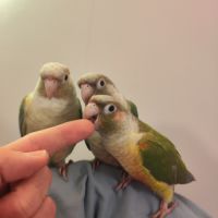 Conure de molina eam #7