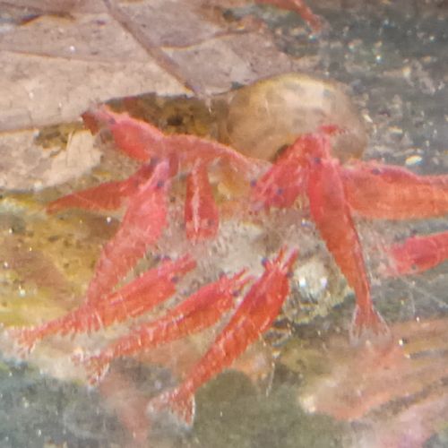 Lot de 12 crevettes sakura red envoie gratuit #1