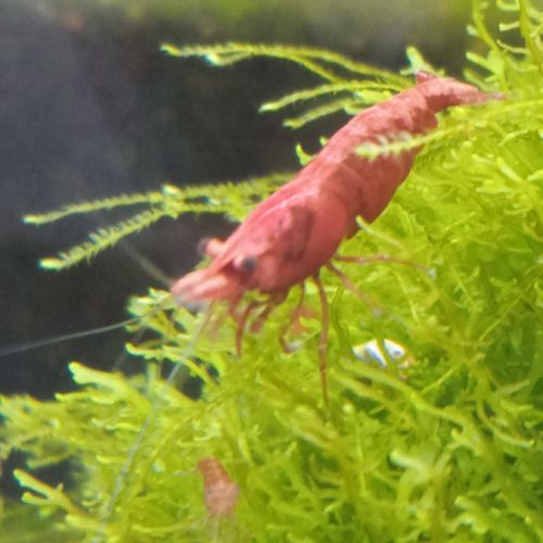 Lot de 12 crevettes sakura red envoie gratuit