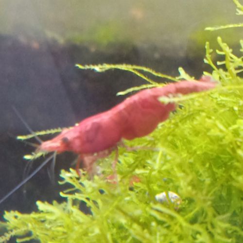 Lot de 12 crevettes sakura red envoie gratuit #3