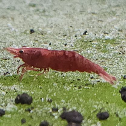 Lot de 12 crevettes sakura red envoie gratuit #1