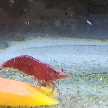 Lot de 12 crevettes sakura red envoie gratuit #3