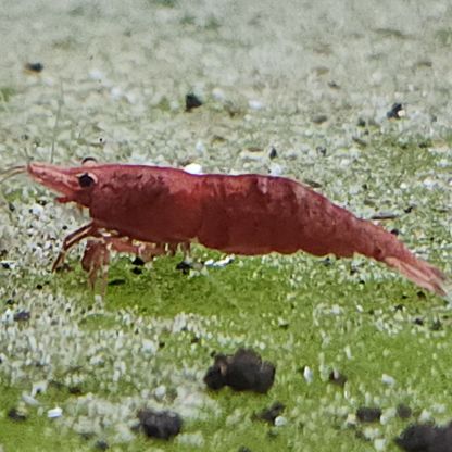 Lot de 12 crevettes sakura red envoie gratuit