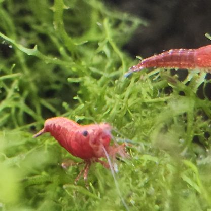 Lot de 12 crevettes sakura red envoie gratuit #7