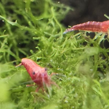 Lot de 12 crevettes sakura red envoie gratuit #8