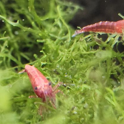 Lot de 12 crevettes sakura red envoie gratuit #9