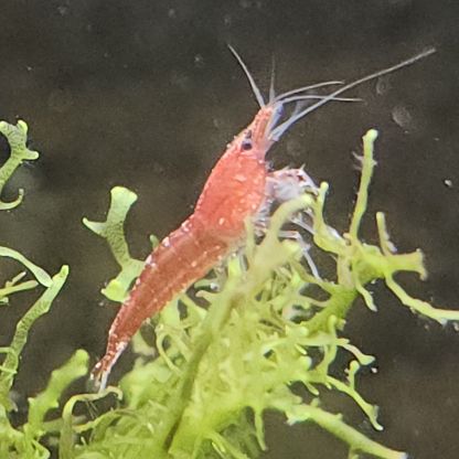 Lot de 12 crevettes sakura red envoie gratuit #10