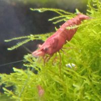 Lot de 12 crevettes sakura red envoie gratuit #0