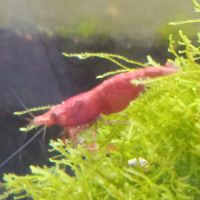 Lot de 12 crevettes sakura red envoie gratuit #3