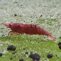 Lot de 12 crevettes sakura red envoie gratuit #1