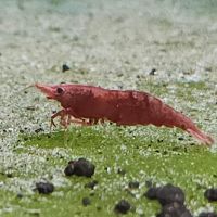 Lot de 12 crevettes sakura red envoie gratuit #2