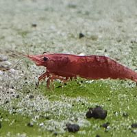 Lot de 12 crevettes sakura red envoie gratuit #5