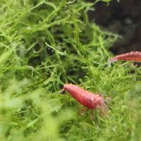 Lot de 12 crevettes sakura red envoie gratuit #6