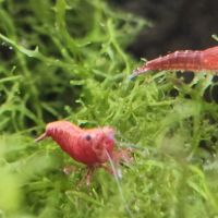 Lot de 12 crevettes sakura red envoie gratuit #7