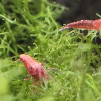 Lot de 12 crevettes sakura red envoie gratuit #8