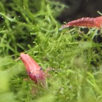 Lot de 12 crevettes sakura red envoie gratuit #9