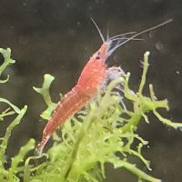 Lot de 12 crevettes sakura red envoie gratuit #10