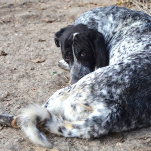 Miku,  douce et charmante braque allemand #1