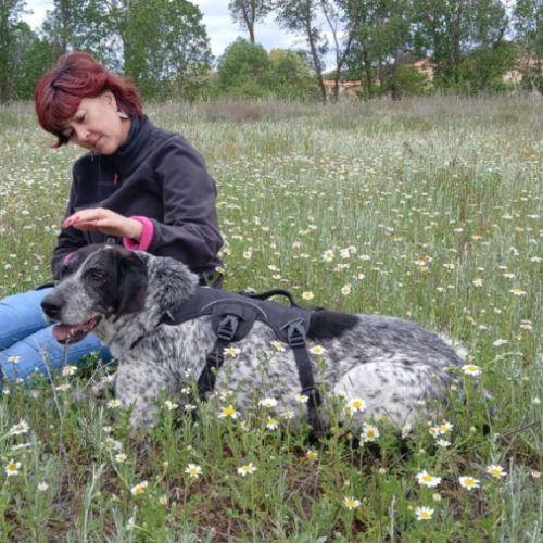 Miku,  douce et charmante braque allemand #6