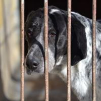 Miku,  douce et charmante braque allemand #2