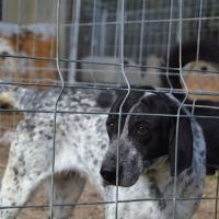 Miku,  douce et charmante braque allemand #4