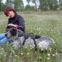 Miku,  douce et charmante braque allemand #6