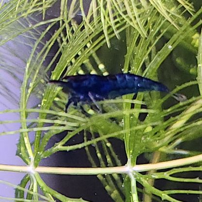 Lot de 12 crevettes blue diamond #1