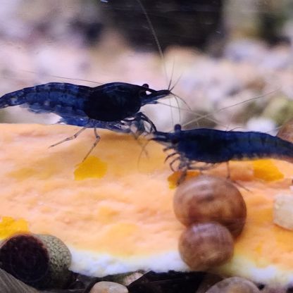 Lot de 12 crevettes blue diamond #2