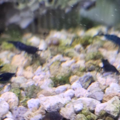 Lot de 12 crevettes blue diamond #5