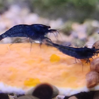 Lot de 12 crevettes blue diamond #6