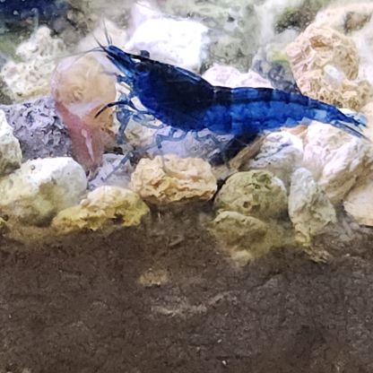 Lot de 12 crevettes blue diamond #7