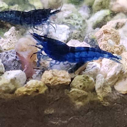 Lot de 12 crevettes blue diamond