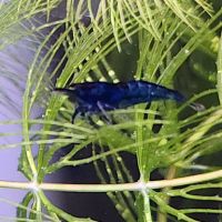 Lot de 12 crevettes blue diamond #1
