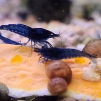 Lot de 12 crevettes blue diamond #3