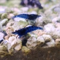 Lot de 12 crevettes blue diamond #4