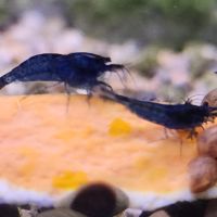 Lot de 12 crevettes blue diamond #6