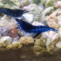 Lot de 12 crevettes blue diamond #9