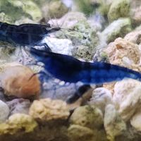 Lot de 12 crevettes blue diamond #10