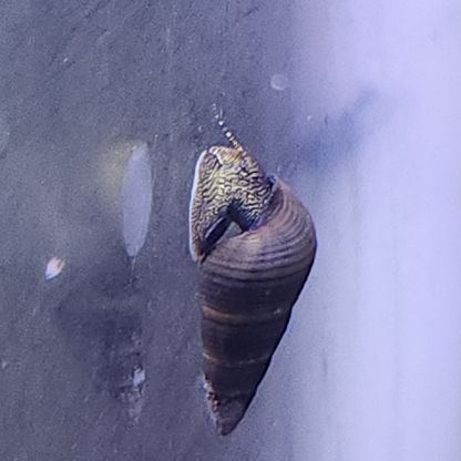 Lot de 6 escargot tylomelania livraison gratuite #2