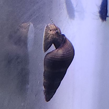 Lot de 6 escargot tylomelania livraison gratuite #3