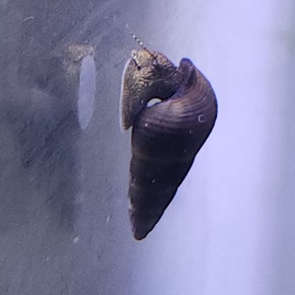 Lot de 6 escargot tylomelania livraison gratuite