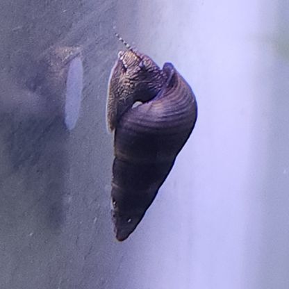 Lot de 6 escargot tylomelania livraison gratuite #5