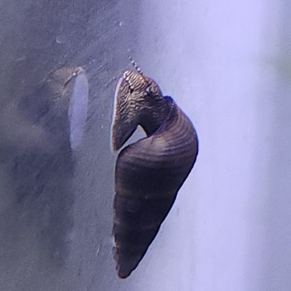 Lot de 6 escargot tylomelania livraison gratuite #6