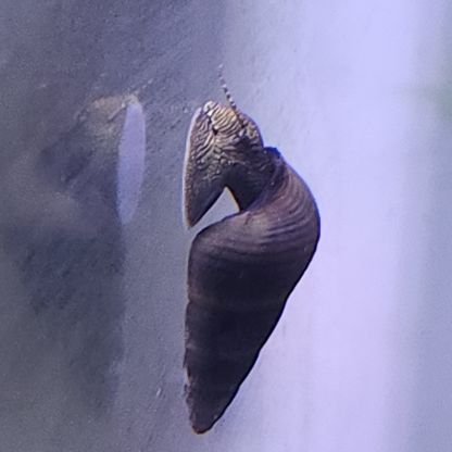 Lot de 6 escargot tylomelania livraison gratuite #7