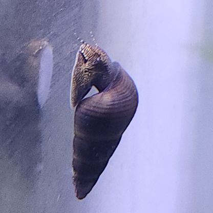 Lot de 6 escargot tylomelania livraison gratuite #9