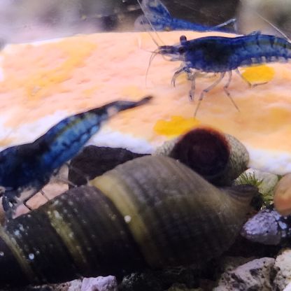 Lot de 6 escargot tylomelania livraison gratuite #10