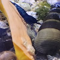 Lot de 6 escargot tylomelania livraison gratuite #1