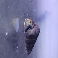 Lot de 6 escargot tylomelania livraison gratuite #2